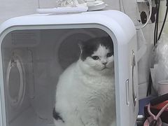 -瑞派动物医院·猫专科·至诚(江南中分院)