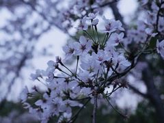 -顾村公园