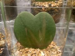 -KKV(深圳宏发大仟里店)