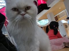 -艾贝尔宠物医院·24H转诊中心·肿瘤猫专科(江宁双龙店)