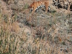 -新疆天山野生动物园