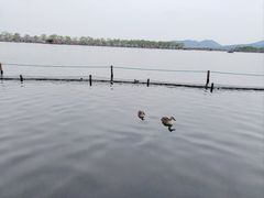 -西湖外事游船(花港观鱼码头)