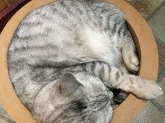 -隅cafe(傅厚岗店)