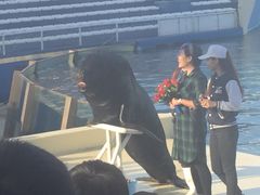 海狮-秦皇岛乐岛海洋王国