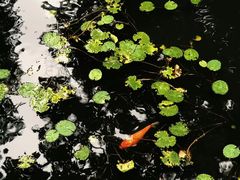 -广州兰圃