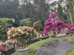 -莲花山公园