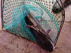 -古城苗家土菜馆(河景餐厅店)