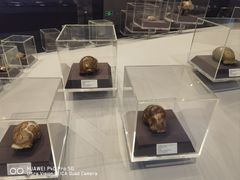 -周口店北京人遗址公园