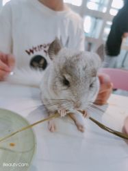 -Moni星球萌宠·小马宝莉·灵蛇·高端高阶全萌宠互动体验俱乐部(红豆国际广场店)