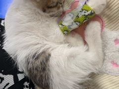 -酷宠动物医院(天通西苑店)