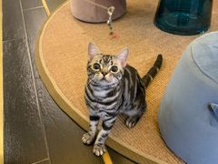 -猫大福·Fortune Cat猫舍(百子湾店)