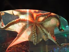 -暹罗海洋世界