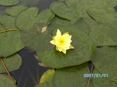 -红莲湖