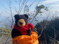 -天目山大树王景区