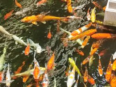 -龙悦湾酒家·八阵鱼生·渔人码头店