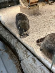 -Zoolung Zoolung动物主题公园(海信广场店)