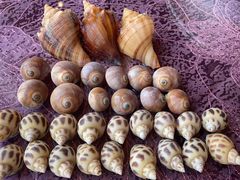 盐水杂螺-宁波状元楼酒店(和义路店)