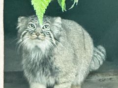 -青藏高原野生动物园