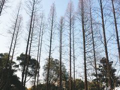 -徐家汇源景区-衡山公园
