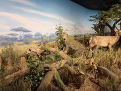 -陕西自然博物馆