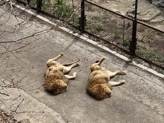 -大连森林动物园