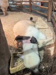 -Zoolung Zoolung动物主题公园(海信广场店)