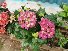 -清新鸡沙田乳鸽店(金融店)