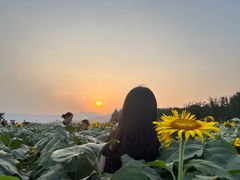 -君乐宝优致牧场