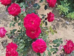 -羊亭河湿地公园