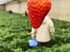 -大自然农场蔬菜草莓采摘园