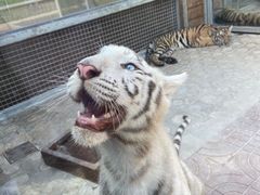 -西霞口神雕山野生动物世界