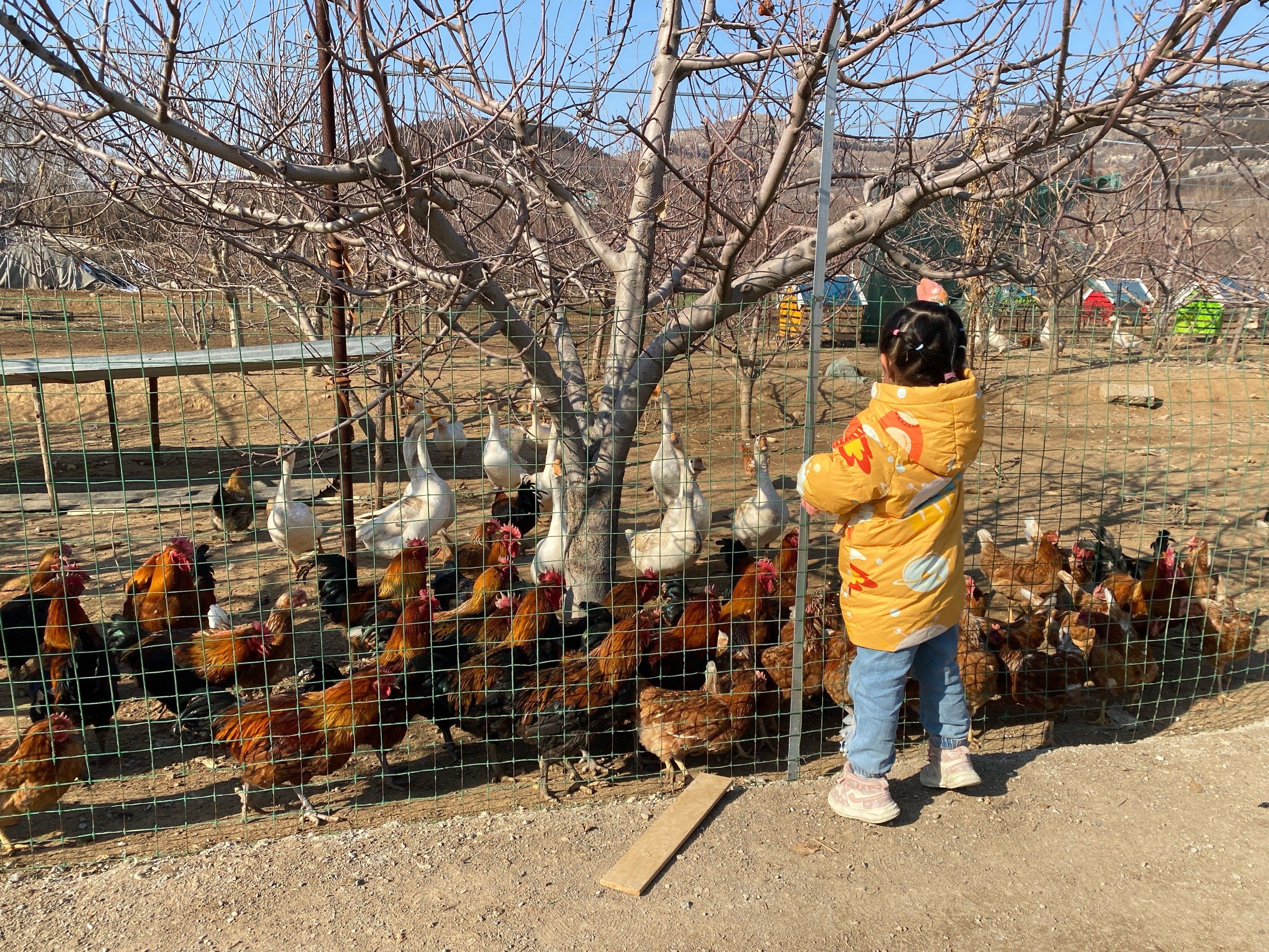 来体验农场生活