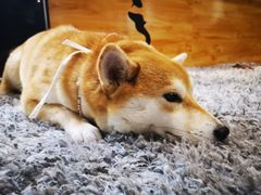 -柴务处·柴犬主题狗咖