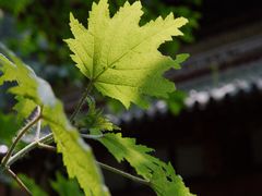 -凤栖山