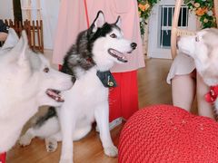 -Husky Go! 哈士奇体验馆·宠物咖啡厅狗咖