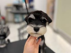 -BABIT巴比特宠物(MOMOPARK店)