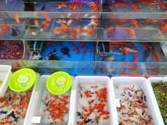 -曲阳花鸟市场(曲阳路店)