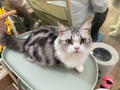 -李小姐の猫咖啡馆(五角场店)