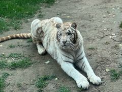 -北京野生动物园