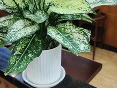 -陇兴楼兰州拉面(西安咸阳国际机场店)