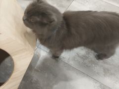 -楼上猫咖(罗湖店)