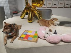 -柴务处·柴犬主题狗咖