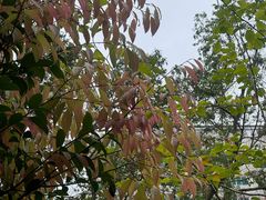 -成都市活水公园