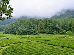 -华祥苑茶馆•国缤茶小蓝罐(普罗旺斯店)