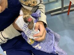 -伟伟宠物医院·CT影像中心·瑞派犬猫综合性门诊(汉口总院)