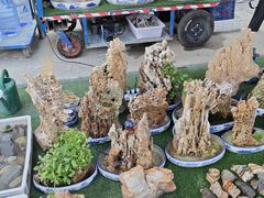 -中环花鸟鱼虫市场