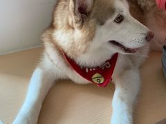 -Husky Go! 哈士奇体验馆·宠物咖啡厅狗咖