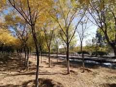 景点-永定河休闲森林公园