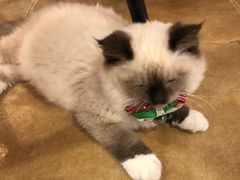 -共舞时光猫咖·狗咖(新街口店)