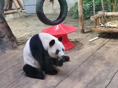 -深圳野生动物园